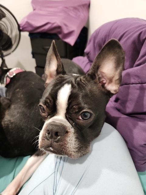 Odin Meredith-4703 Maryville, TN, a Adoptable mixed breed in Maryville, TN image 6/6