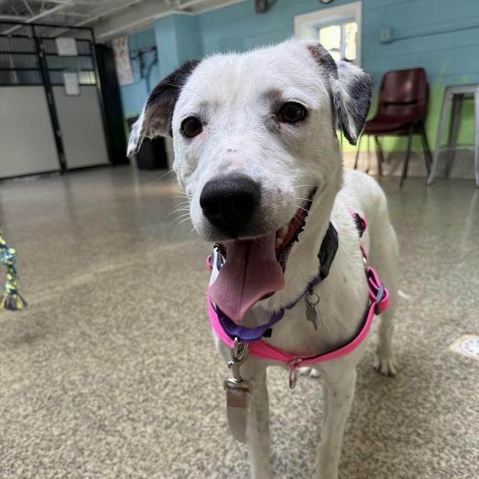 Baby Spots, Adoptable, Adult Female Shepherd & Mixed Breed.