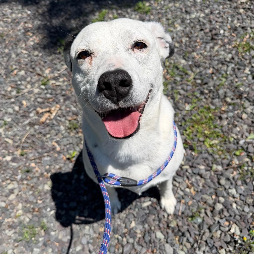 Baby Spots, a Adoptable mixed breed in Falls Church, VA image 2/5