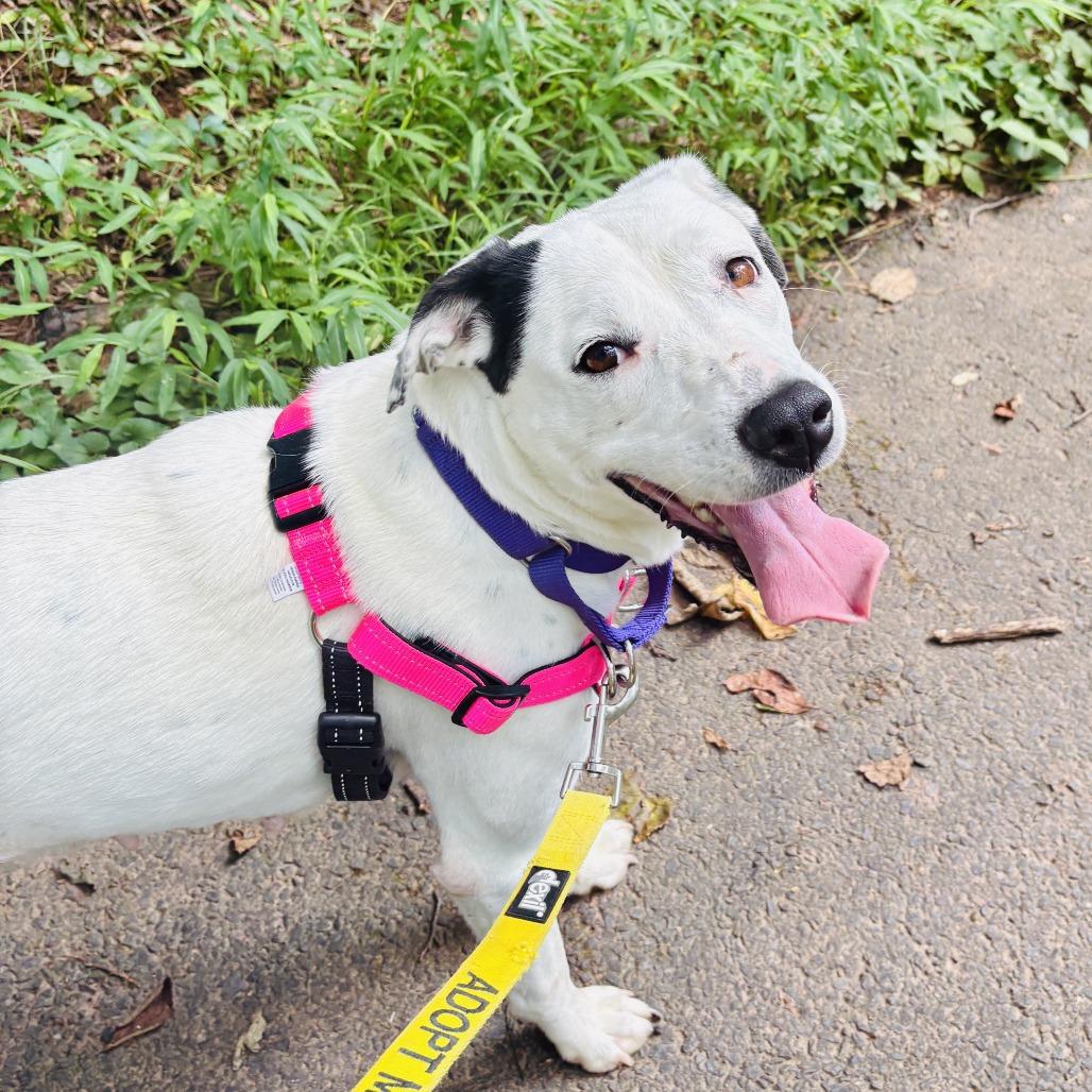 Enlarge Baby Spots, a Adoptable mixed breed in Falls Church, VA image 4/6