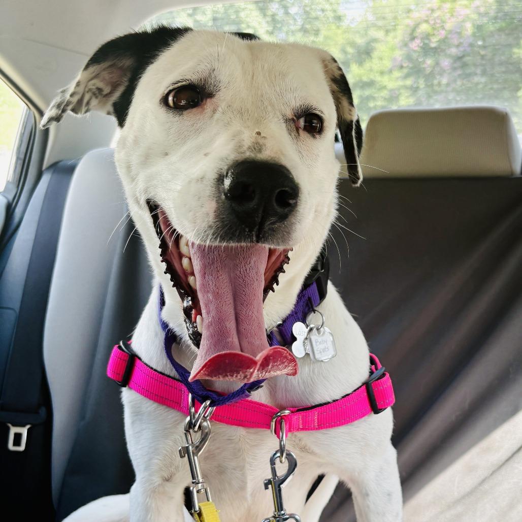 Enlarge Baby Spots, a Adoptable mixed breed in Falls Church, VA image 5/6