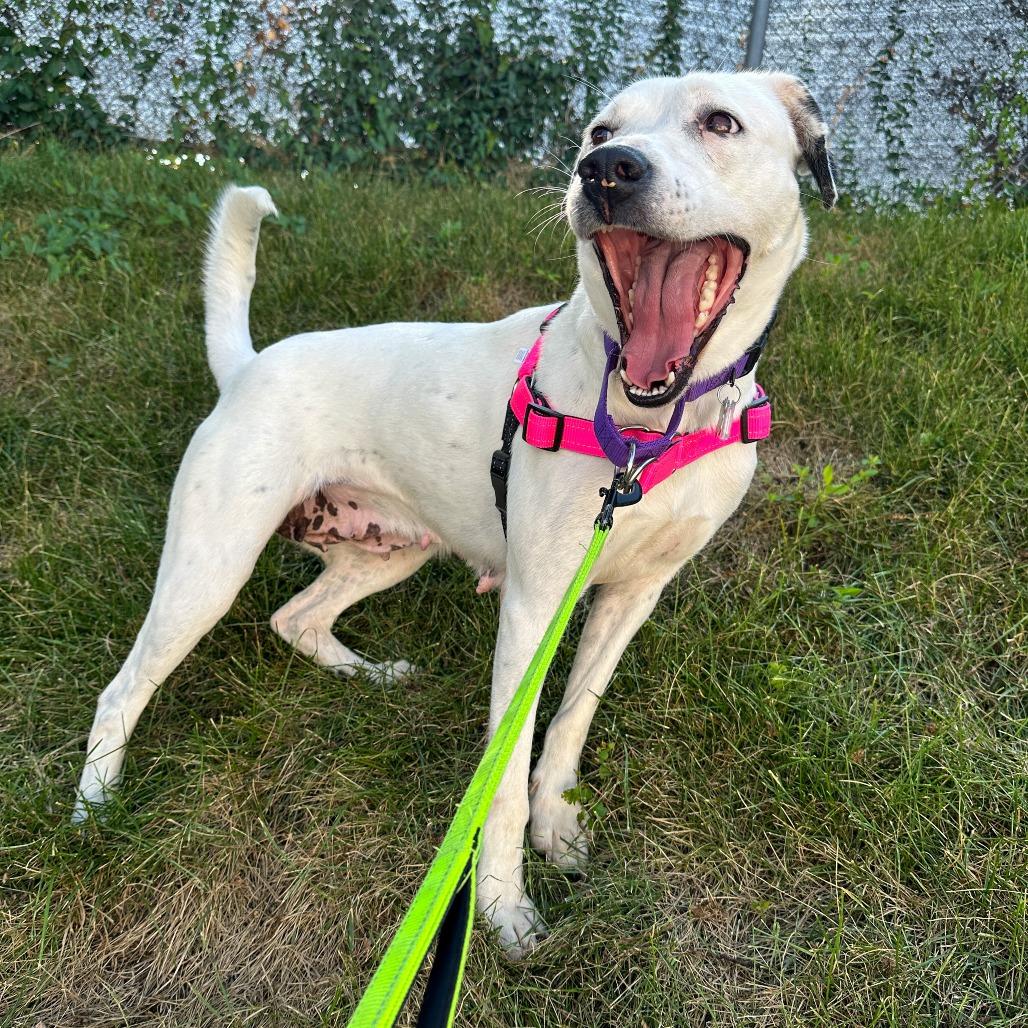 Enlarge Baby Spots, a Adoptable mixed breed in Falls Church, VA image 6/6