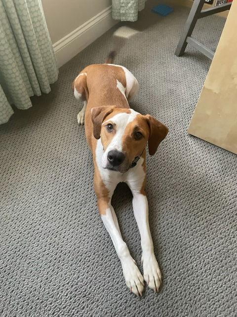 Nikko COURTESY LISTING, a Adoptable Coonhound in Thomasville, NC image 1/3