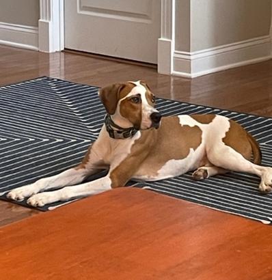 Nikko COURTESY LISTING, a Adoptable Coonhound in Thomasville, NC image 2/3