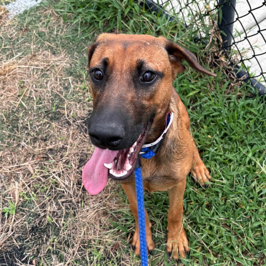 T106951 RIYA, Adoptable, Young Female Shepherd & Mixed Breed.