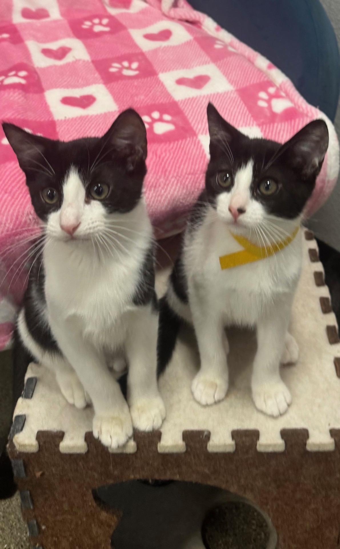 Bambam, Adoptable, Kitten Male Domestic Short Hair.