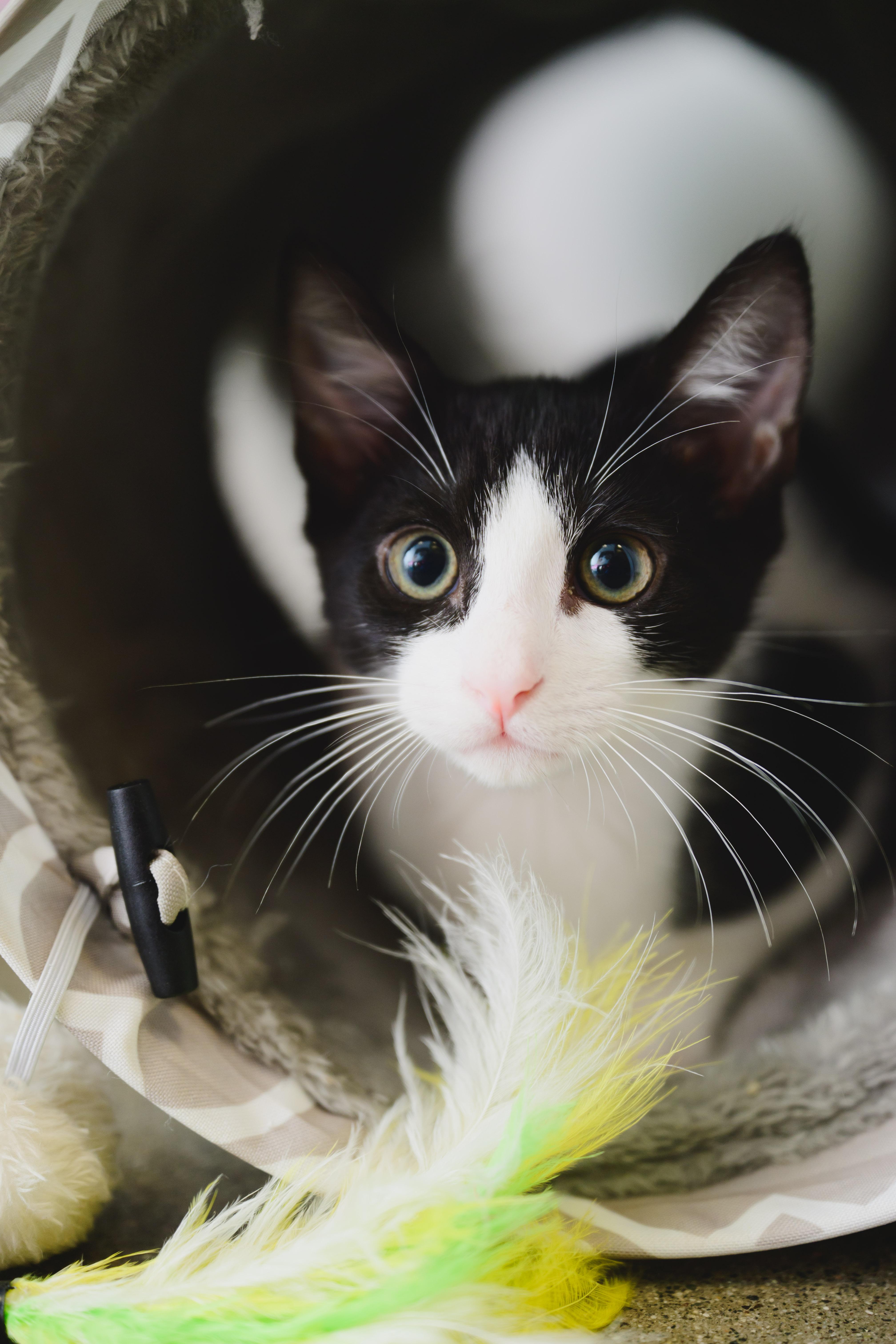 Bambam, a Adoptable Domestic Short Hair in Honolulu, HI image 2/6