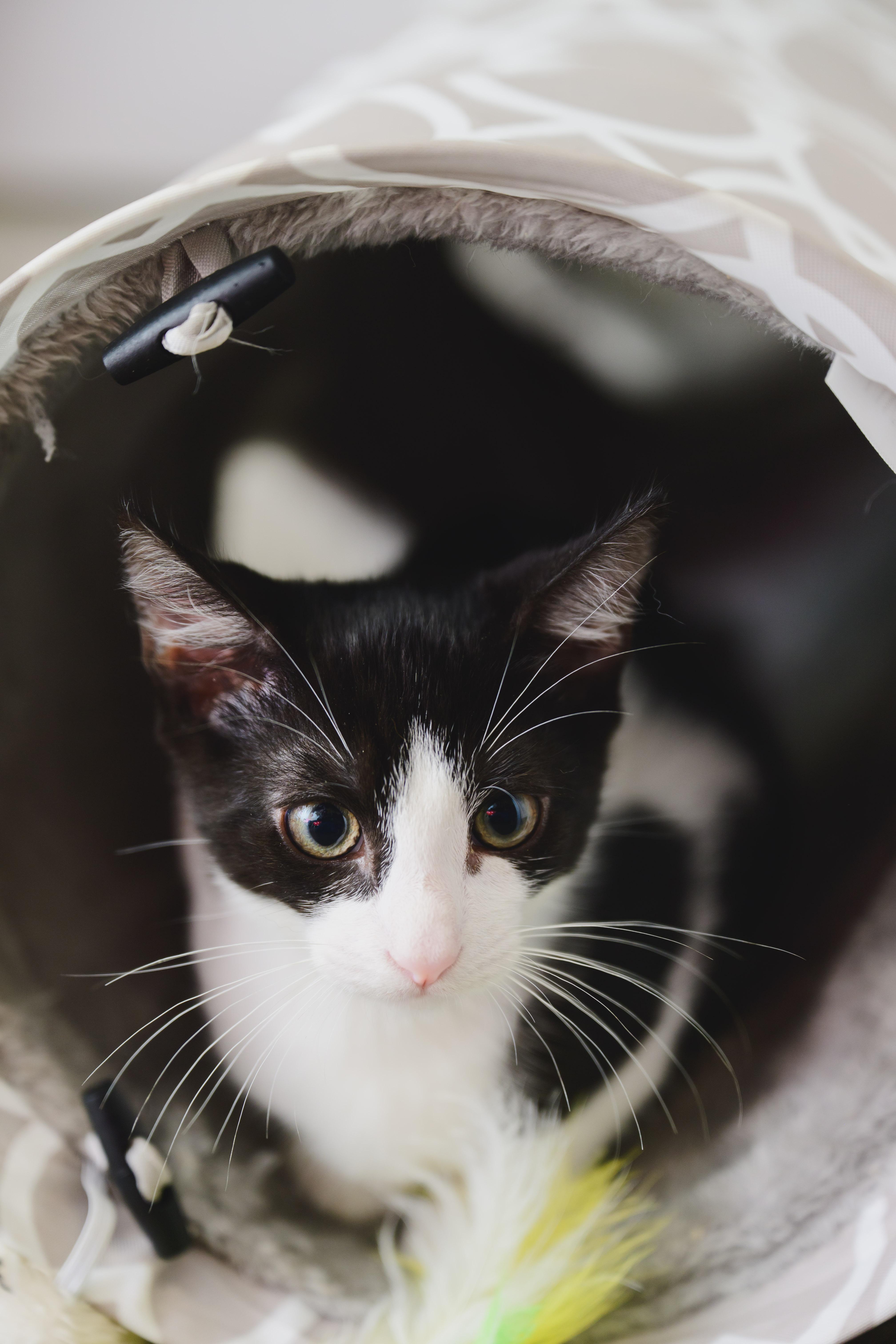 Bambam, a Adoptable Domestic Short Hair in Honolulu, HI image 3/6