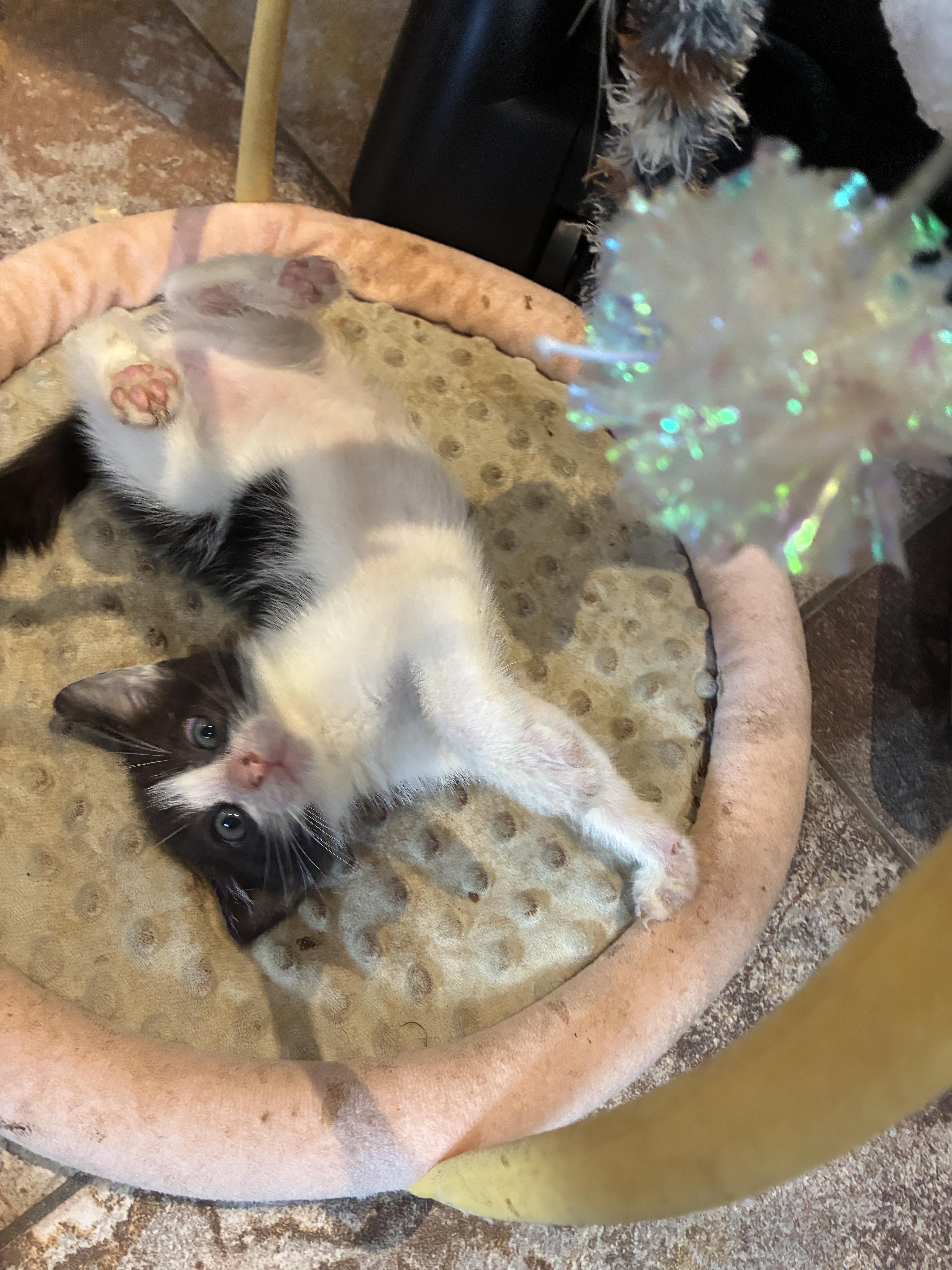Bambam, a Adoptable Domestic Short Hair in Honolulu, HI image 5/6