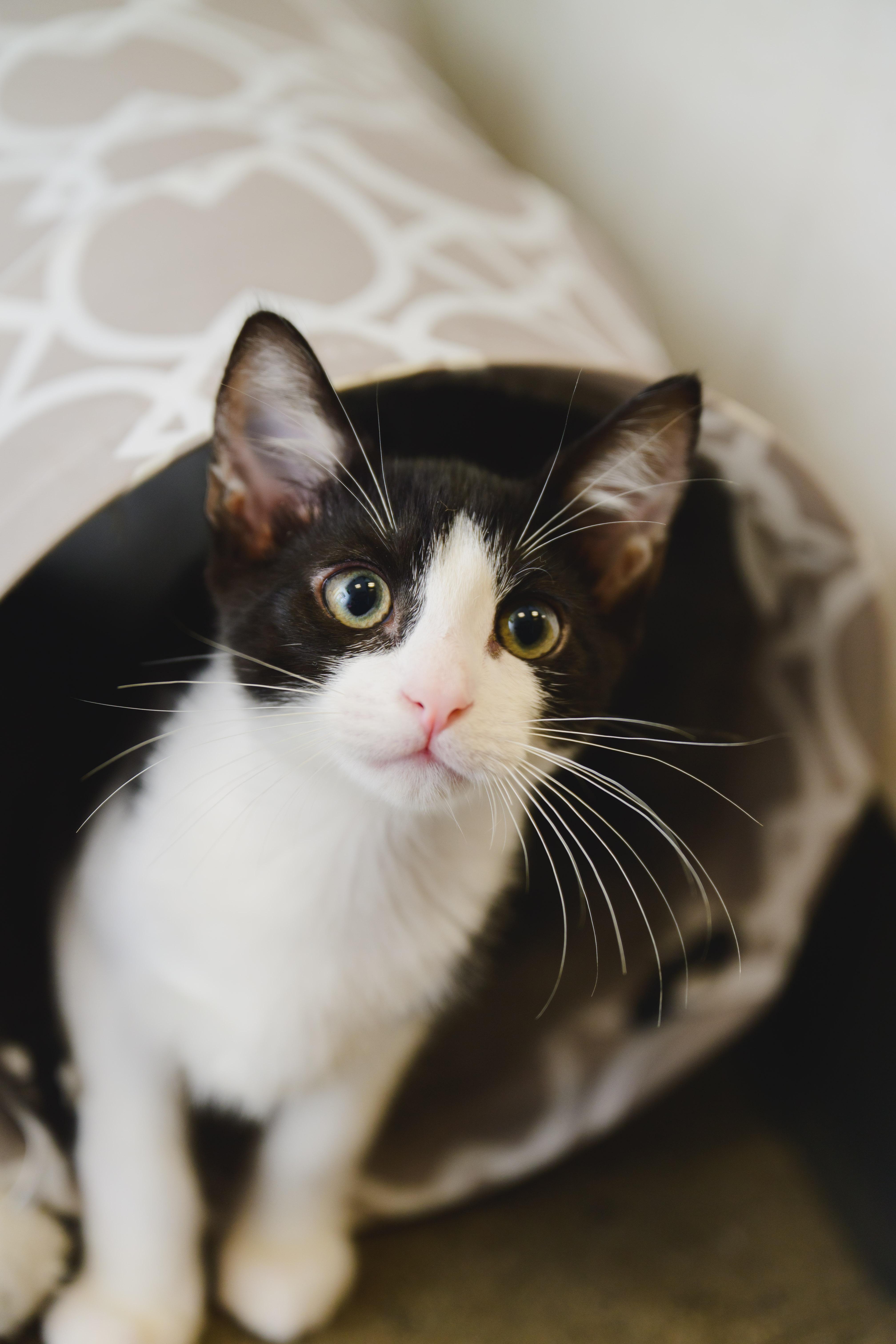 Bambam, a Adoptable Domestic Short Hair in Honolulu, HI image 6/6