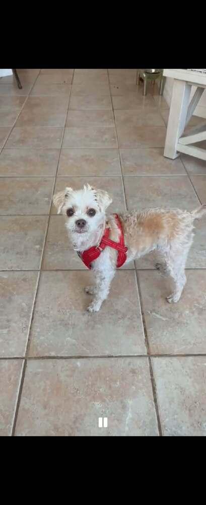Freckles Speckles, Adoptable, Senior Male Shih Tzu.