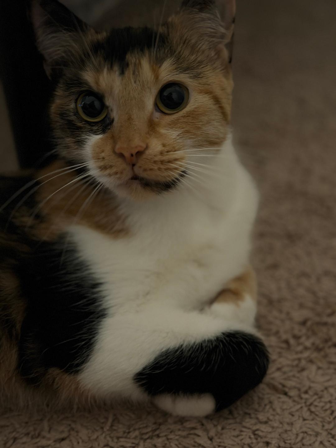 Thea, Adoptable, Young Female Calico.