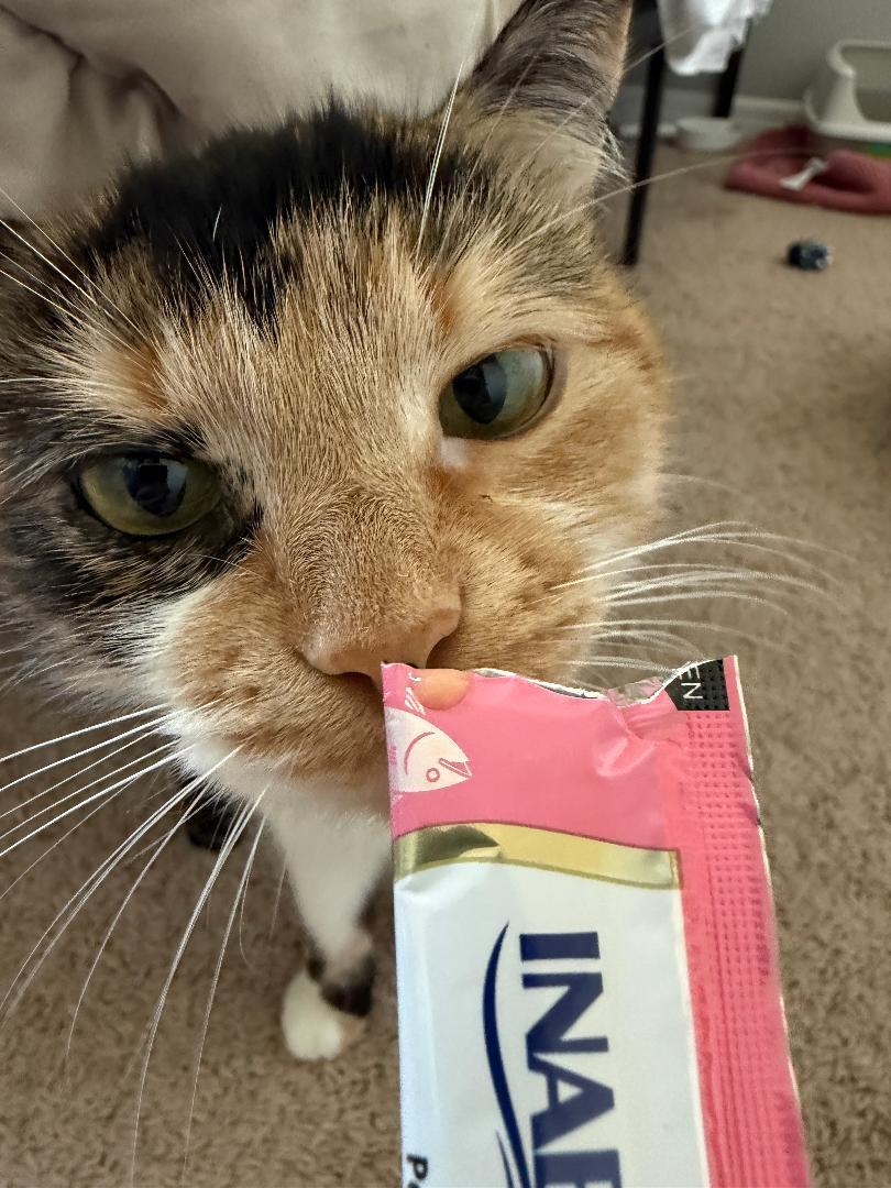Thea, a Adoptable Calico in Orlando, FL image 2/3