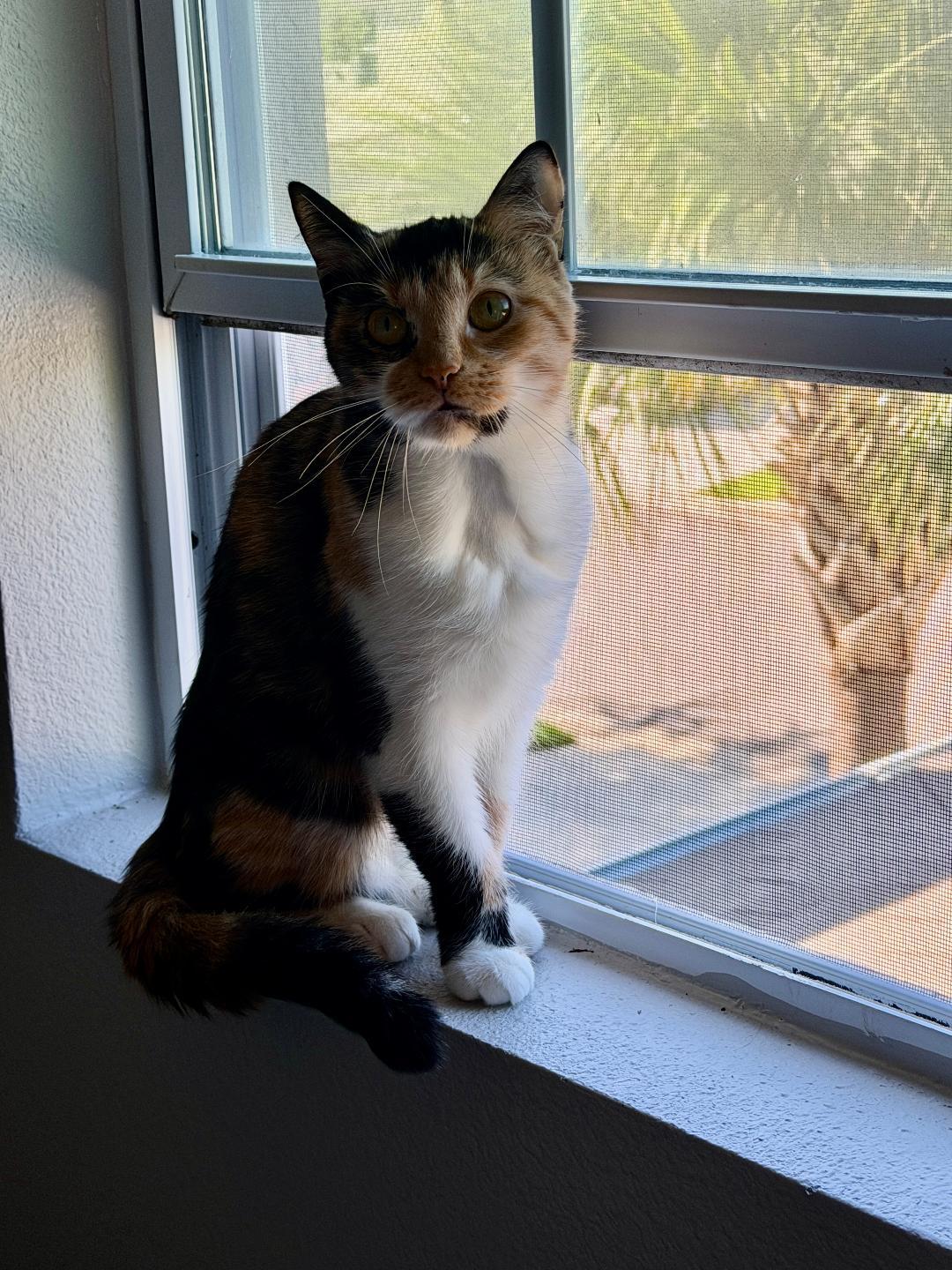Thea, a Adoptable Calico in Orlando, FL image 3/3