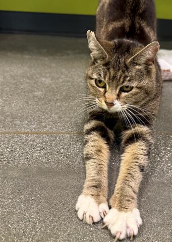Enlarge PENNY, a Adoptable Domestic Medium Hair in San Martin, CA image 1/1