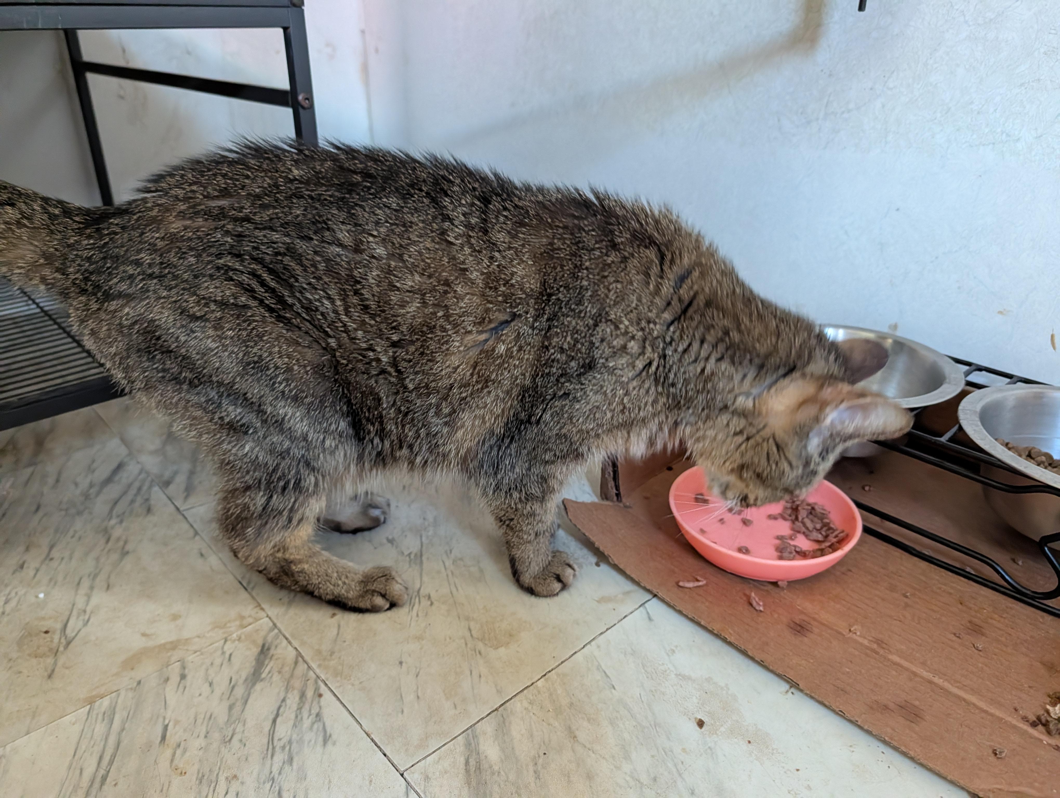 Enlarge Sophia, a Adoptable mixed breed in Fischer, TX image 1/2
