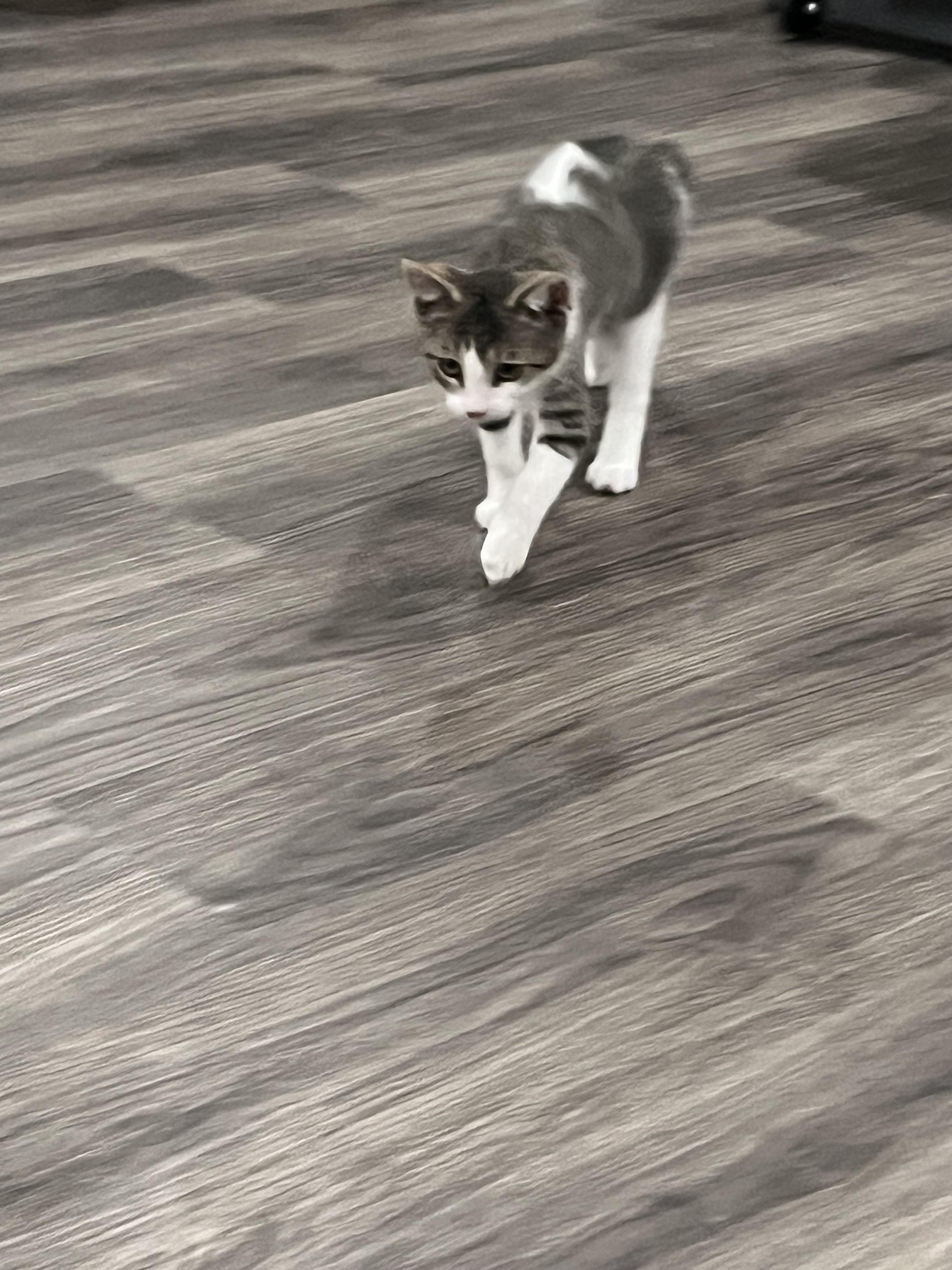 Enlarge Chip, a Adoptable Domestic Short Hair in Redondo Beach, CA image 6/6