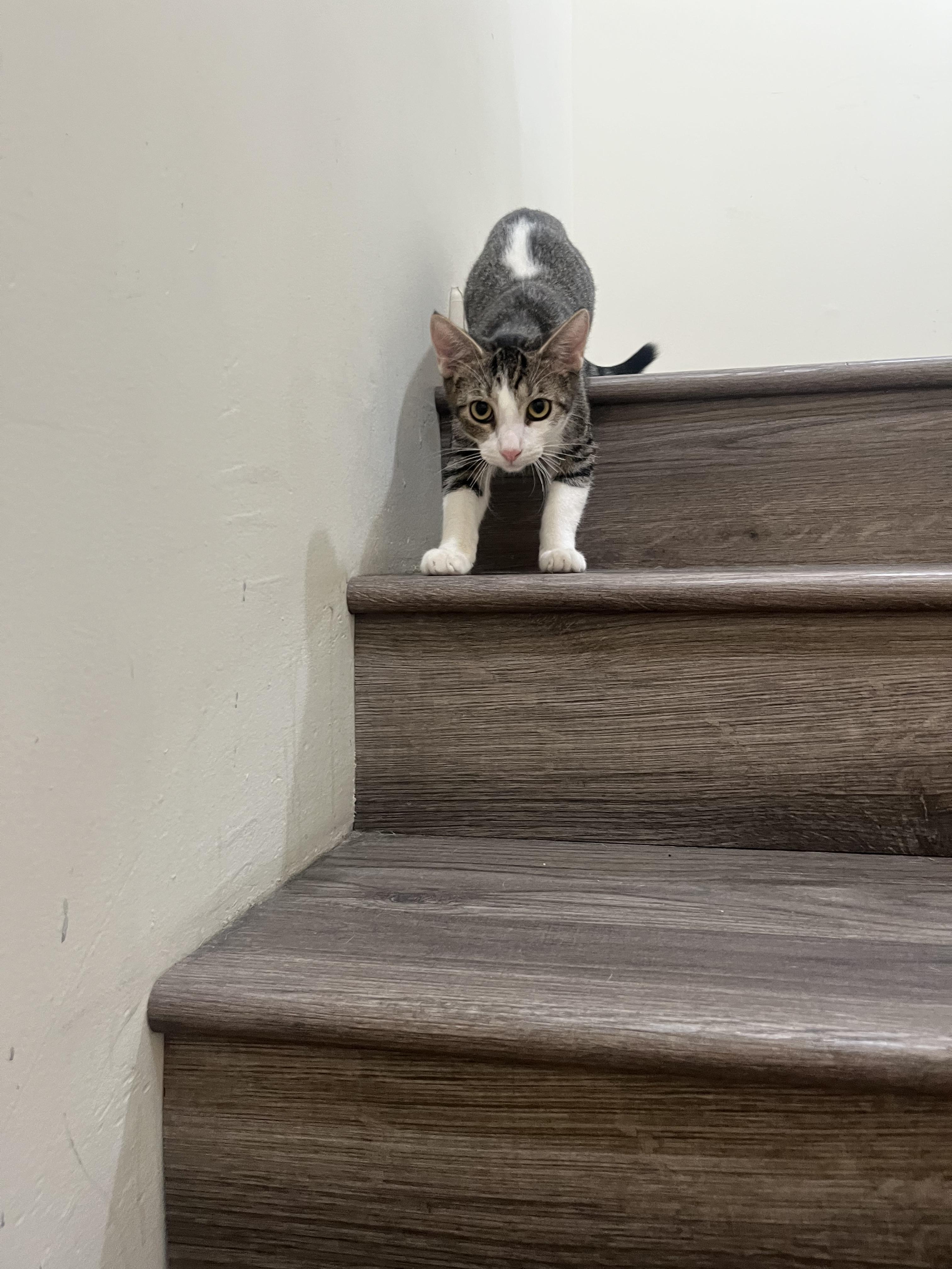 Enlarge Chip, a Adoptable Domestic Short Hair in Redondo Beach, CA image 3/6