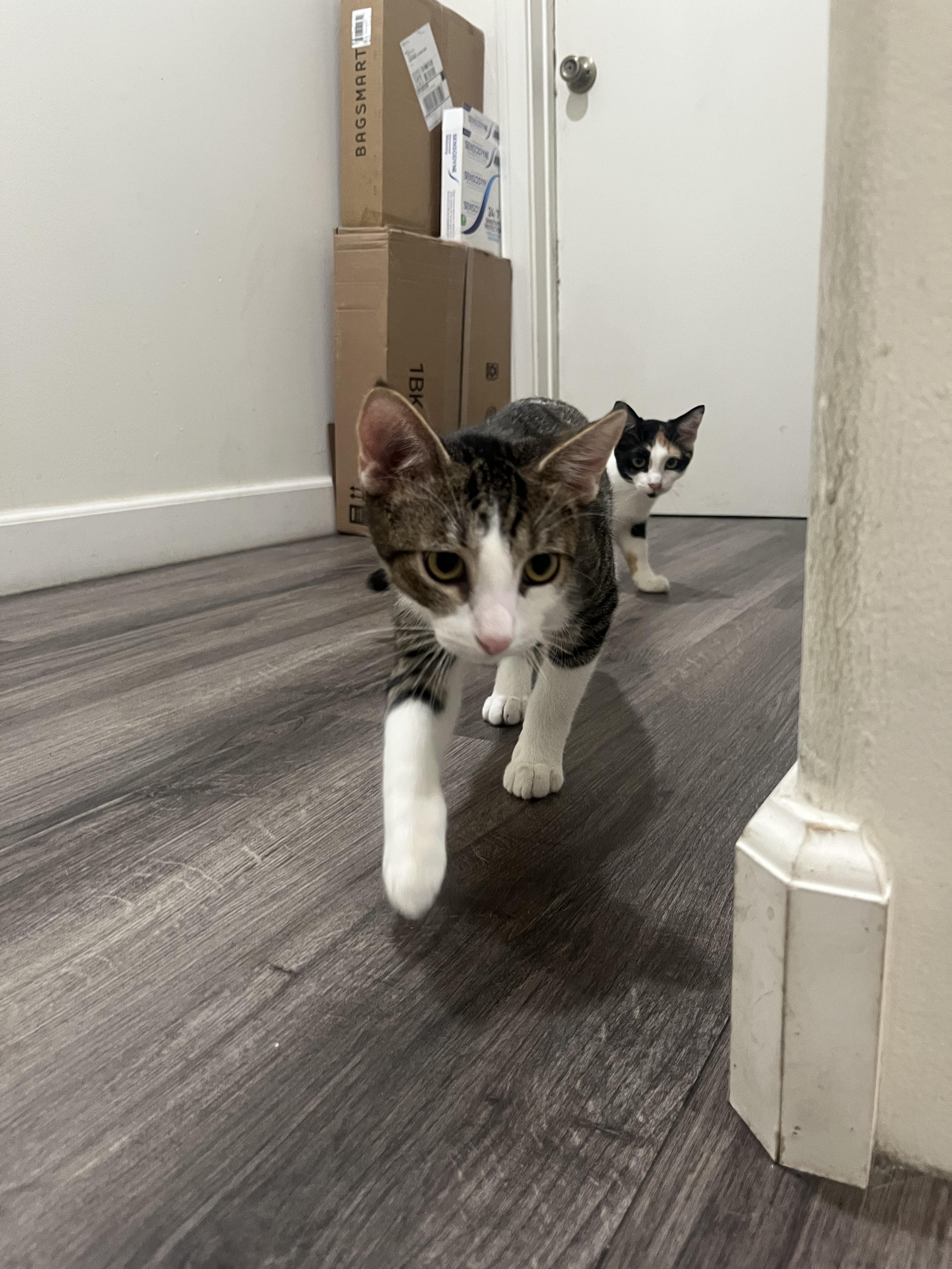 Enlarge Chip, a Adoptable Domestic Short Hair in Redondo Beach, CA image 2/6