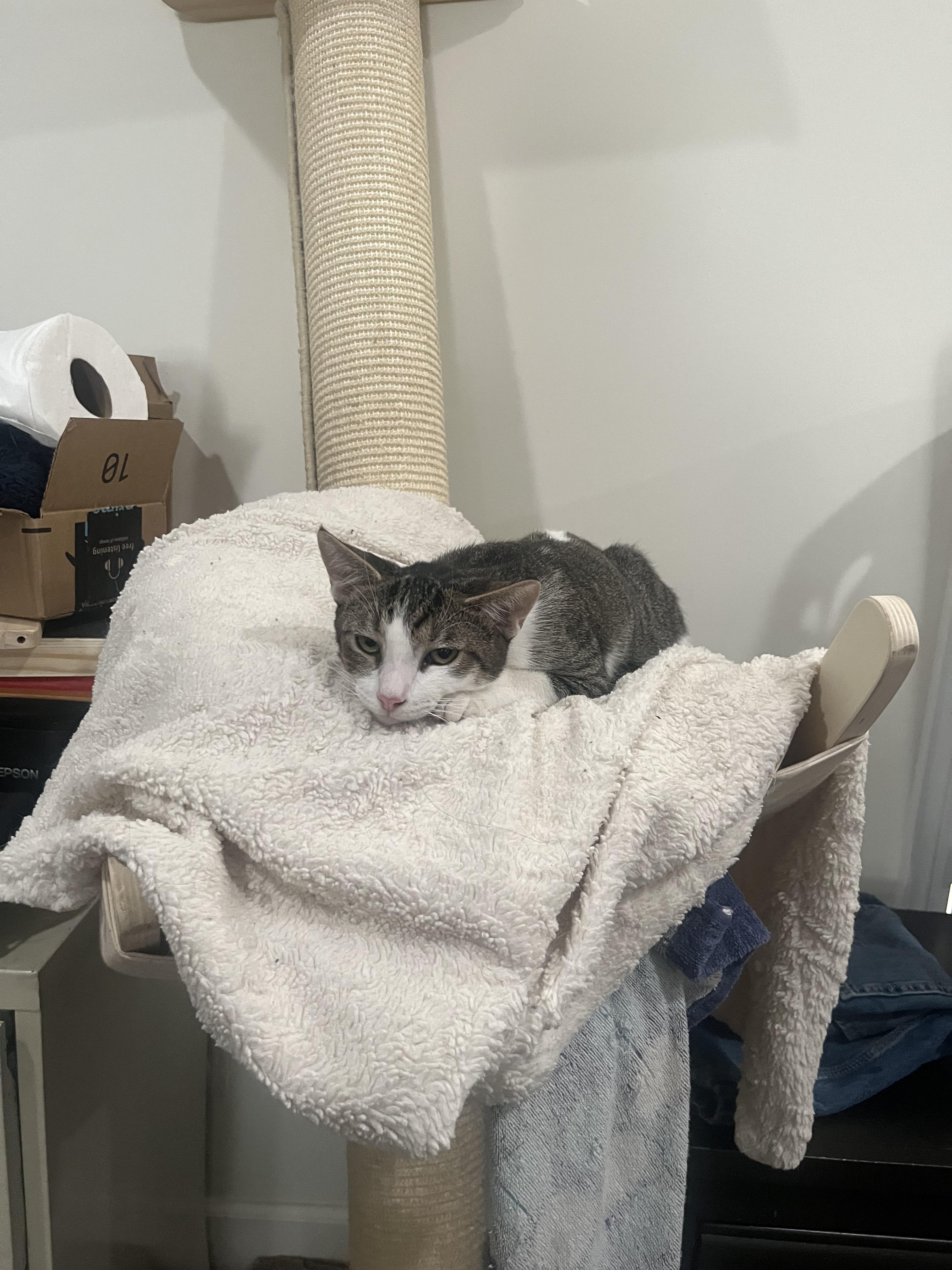 Chip, Adoptable, Young Male Domestic Short Hair.