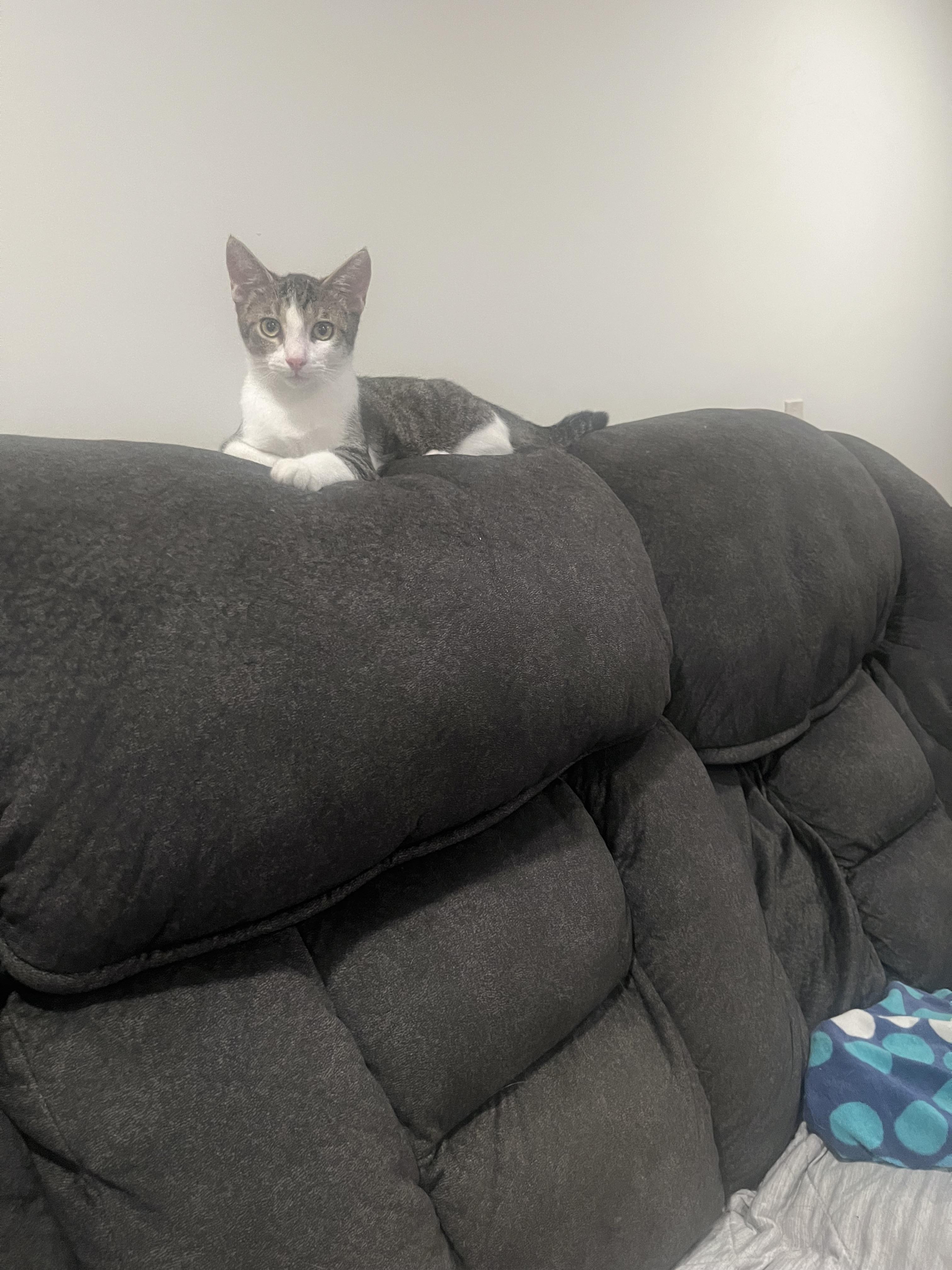 Enlarge Chip, a Adoptable Domestic Short Hair in Redondo Beach, CA image 5/6