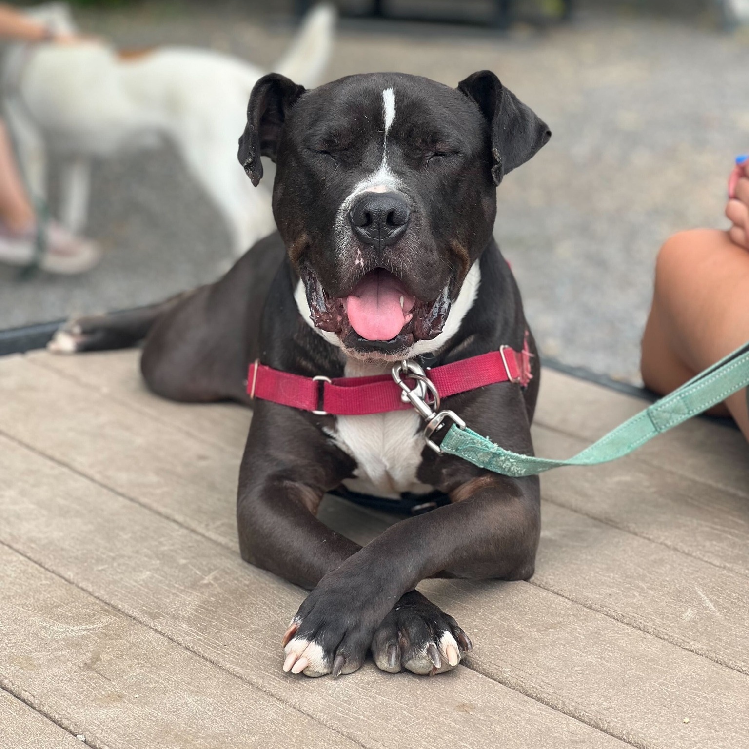 Champ, a Adoptable Staffordshire Bull Terrier in Washoe Valley, NV image 2/3
