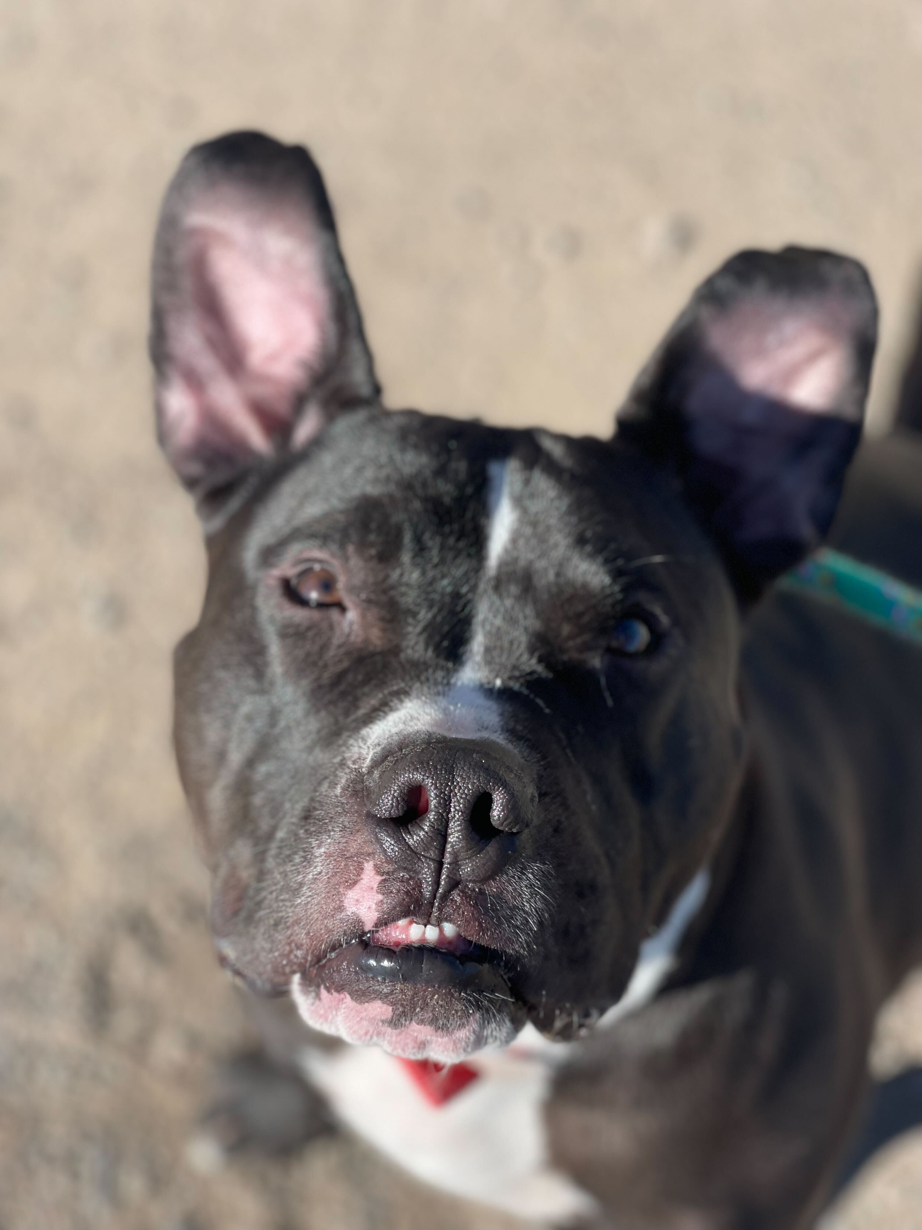 Champ, a Adoptable Staffordshire Bull Terrier in Washoe Valley, NV image 3/3