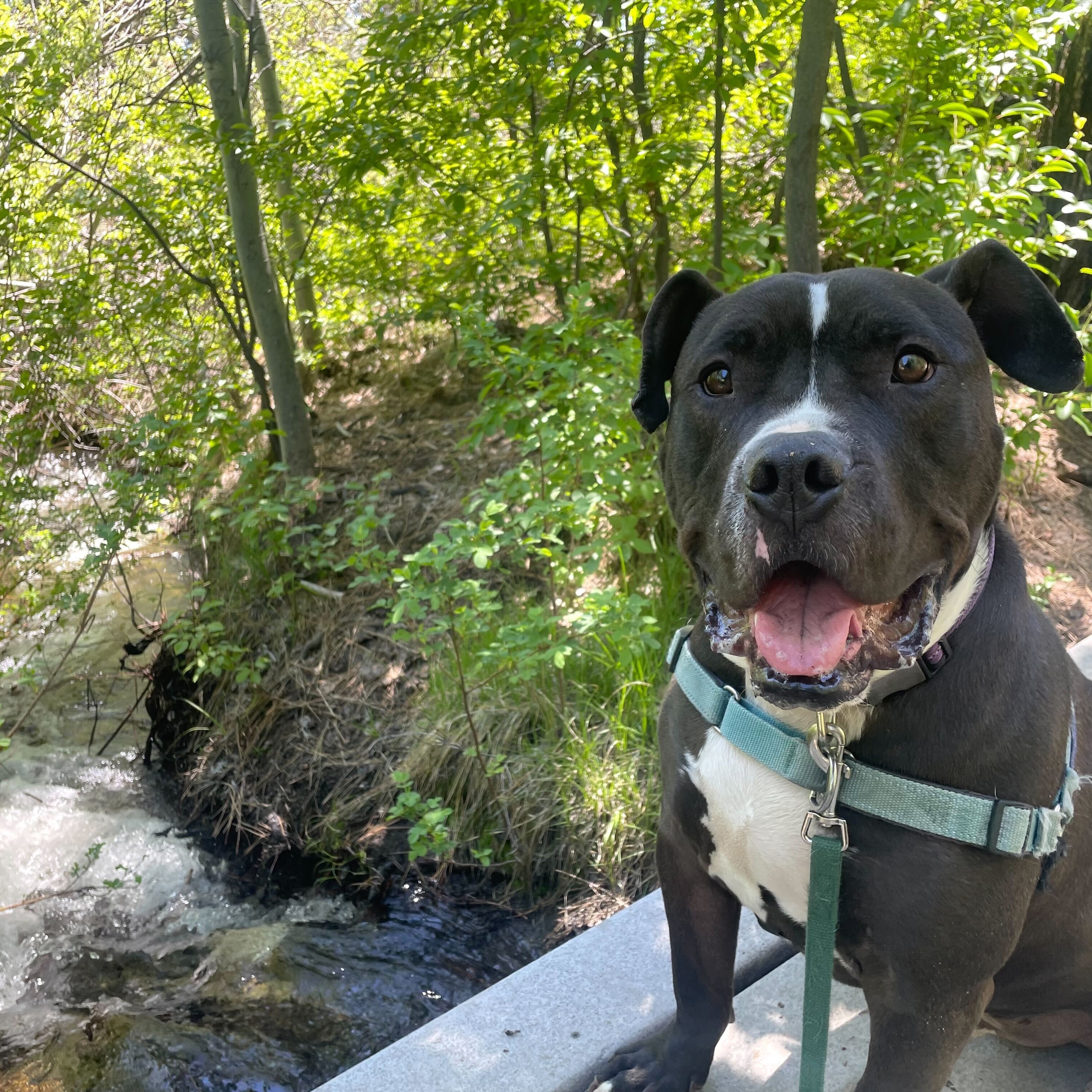 Champ, Adoptable, Adult Male Staffordshire Bull Terrier.