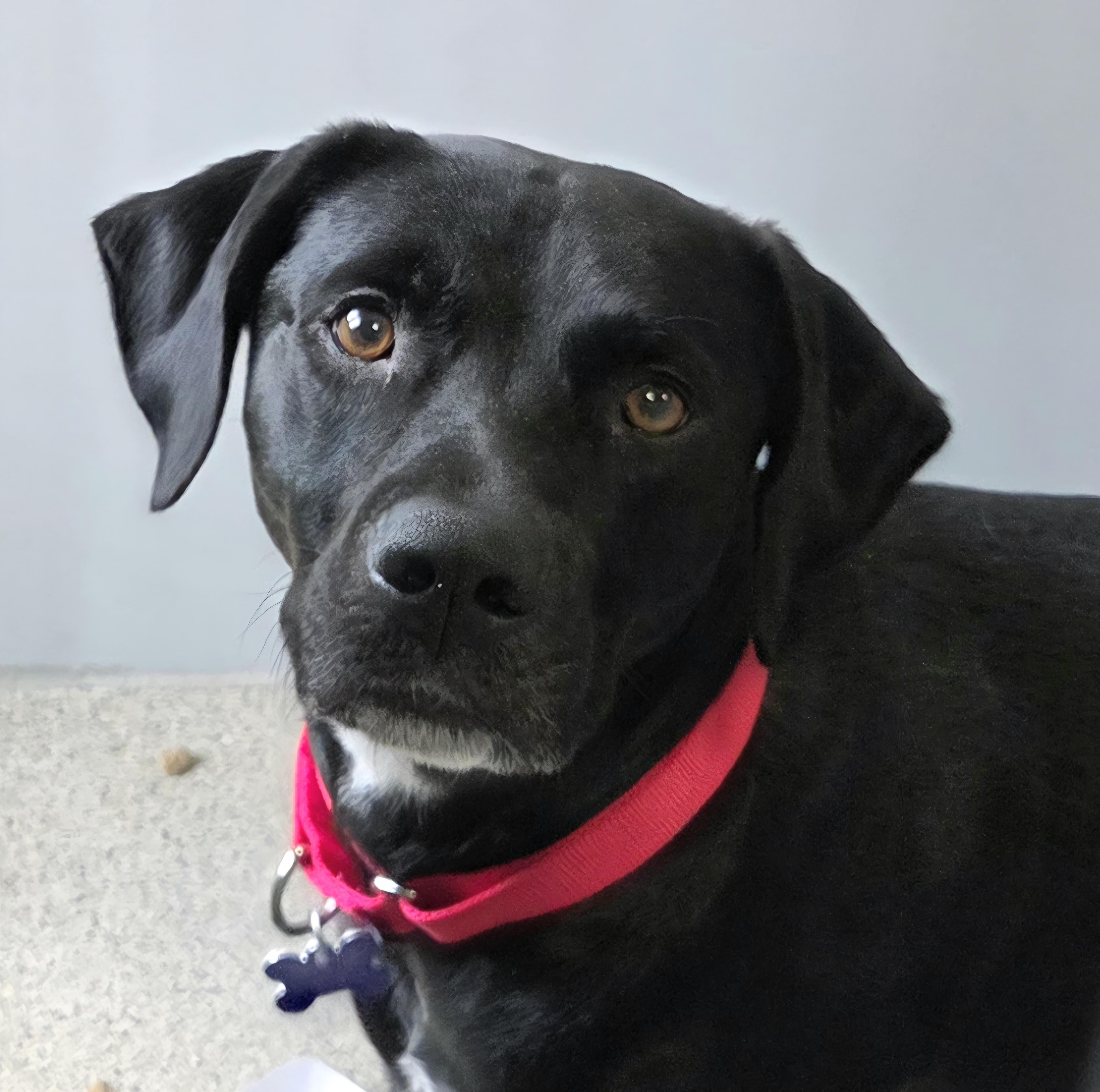 JB, ADOPTABLE, Adult Male Mixed Breed.