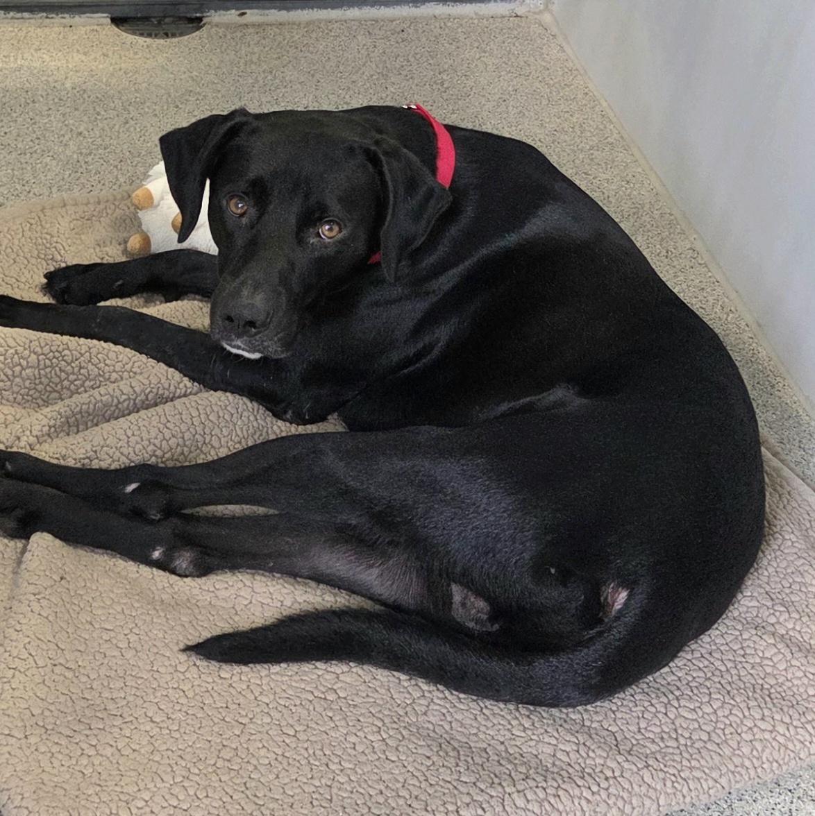 Enlarge JB, a ADOPTABLE Mixed Breed in Lansing, MI image 3/3