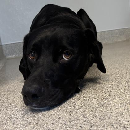 Enlarge JB, a ADOPTABLE Mixed Breed in Lansing, MI image 2/3