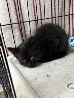 Enlarge Petal, an adopted Domestic Medium Hair in Black River Falls, WI image 1/1