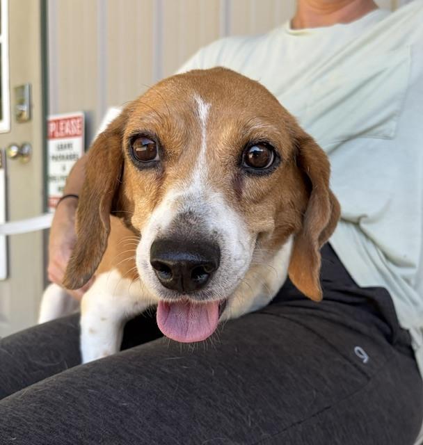 Bonnie, a Adoptable Beagle in Mocksville, NC image 1/4