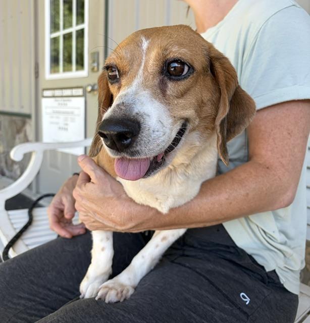 Bonnie, a Adoptable Beagle in Mocksville, NC image 2/4
