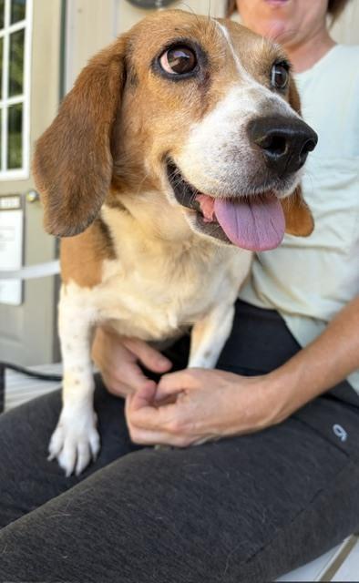 Bonnie, a Adoptable Beagle in Mocksville, NC image 3/4