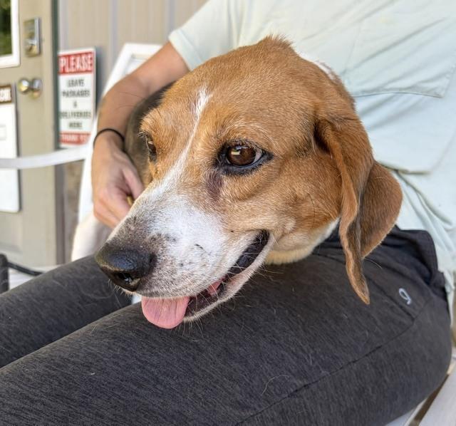 Bonnie, a Adoptable Beagle in Mocksville, NC image 4/4