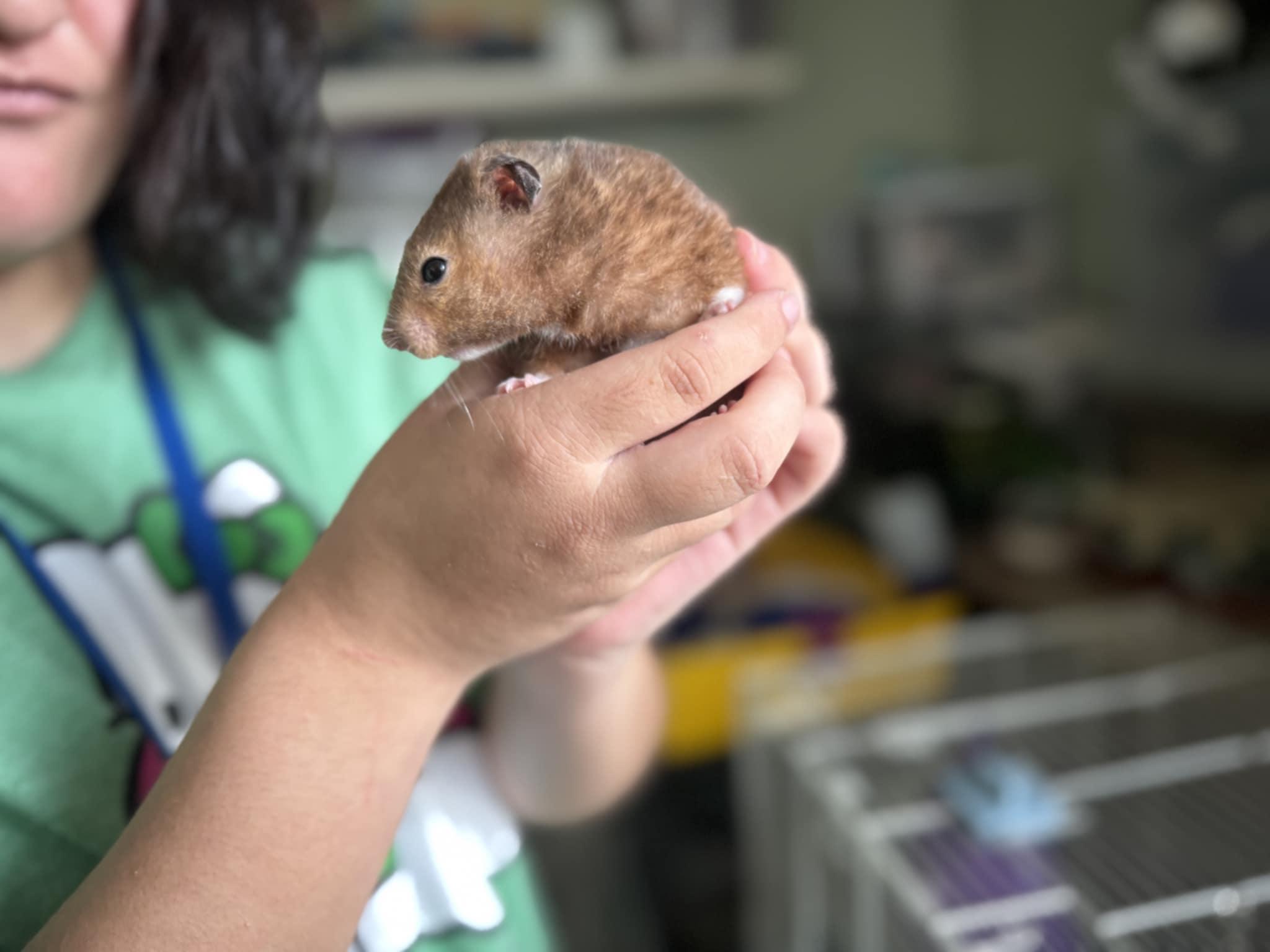 Louey, Adoptable, Young Male Hamster.
