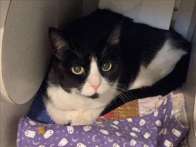 Enlarge MOLLY, a Adoptable Domestic Short Hair in Chapel Hill, NC image 1/1