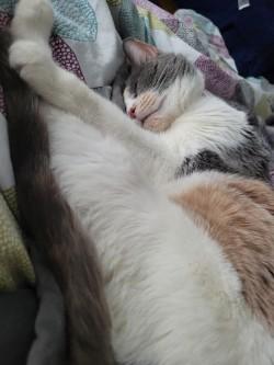 Princess Rose, Adoptable, Senior Female Domestic Short Hair & Domestic Short Hair.