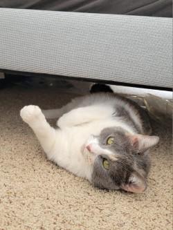 Enlarge Princess Rose, a Adoptable Domestic Short Hair in Chicago, IL image 2/3