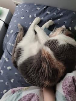 Enlarge Princess Rose, a Adoptable Domestic Short Hair in Chicago, IL image 3/3