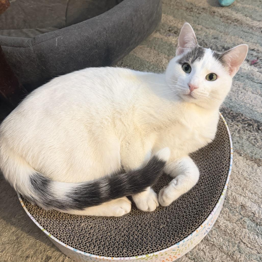 Enlarge Chorizo, a Adoptable Domestic Short Hair in Medina, OH image 1/3