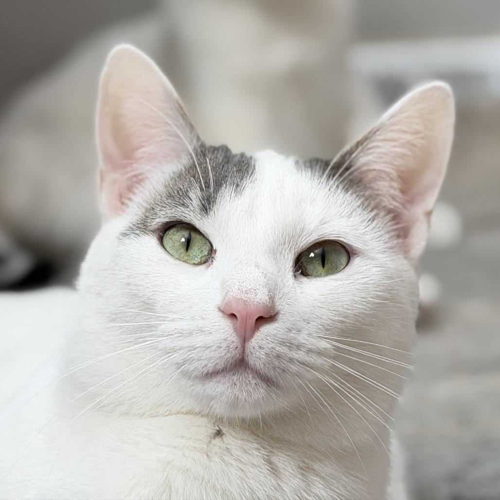 Enlarge Chorizo, a Adoptable Domestic Short Hair in Medina, OH image 2/3