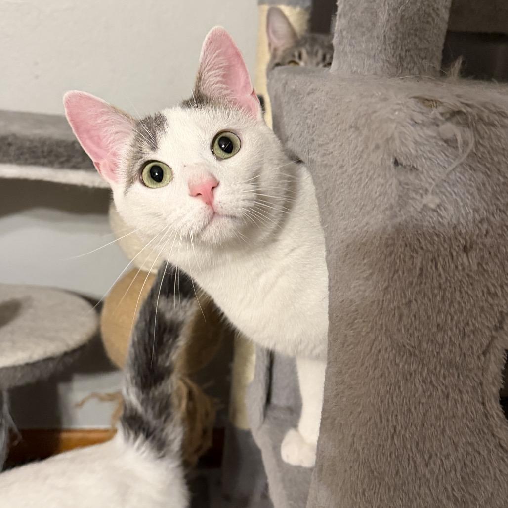 Enlarge Chorizo, a Adoptable Domestic Short Hair in Medina, OH image 3/3