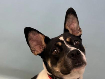 Lakota, Adoptable, Young Female Pit Bull Terrier & Mixed Breed.
