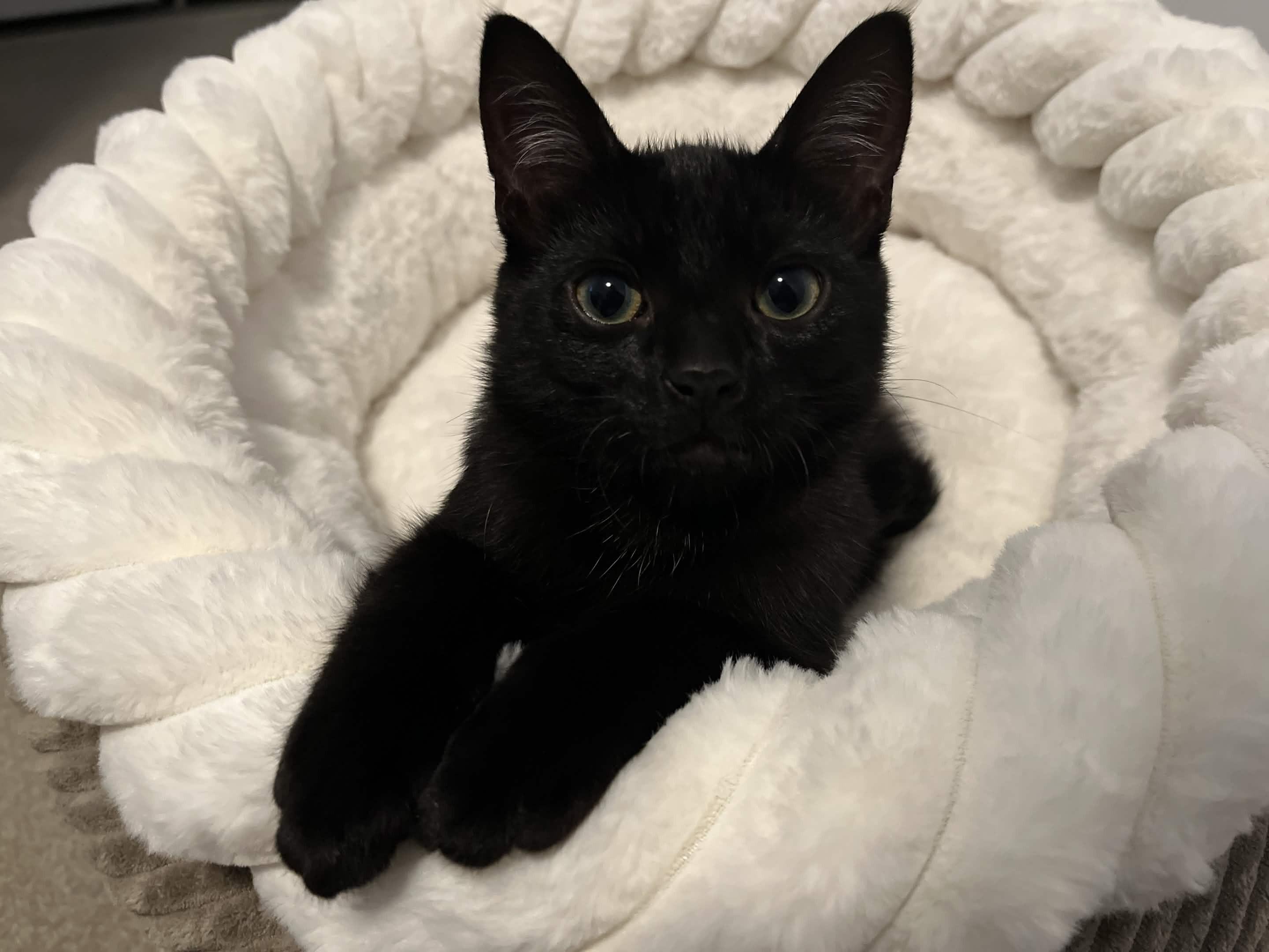 Enlarge Coleslaw, a Adoptable Domestic Short Hair in Wakefield, QC image 1/6