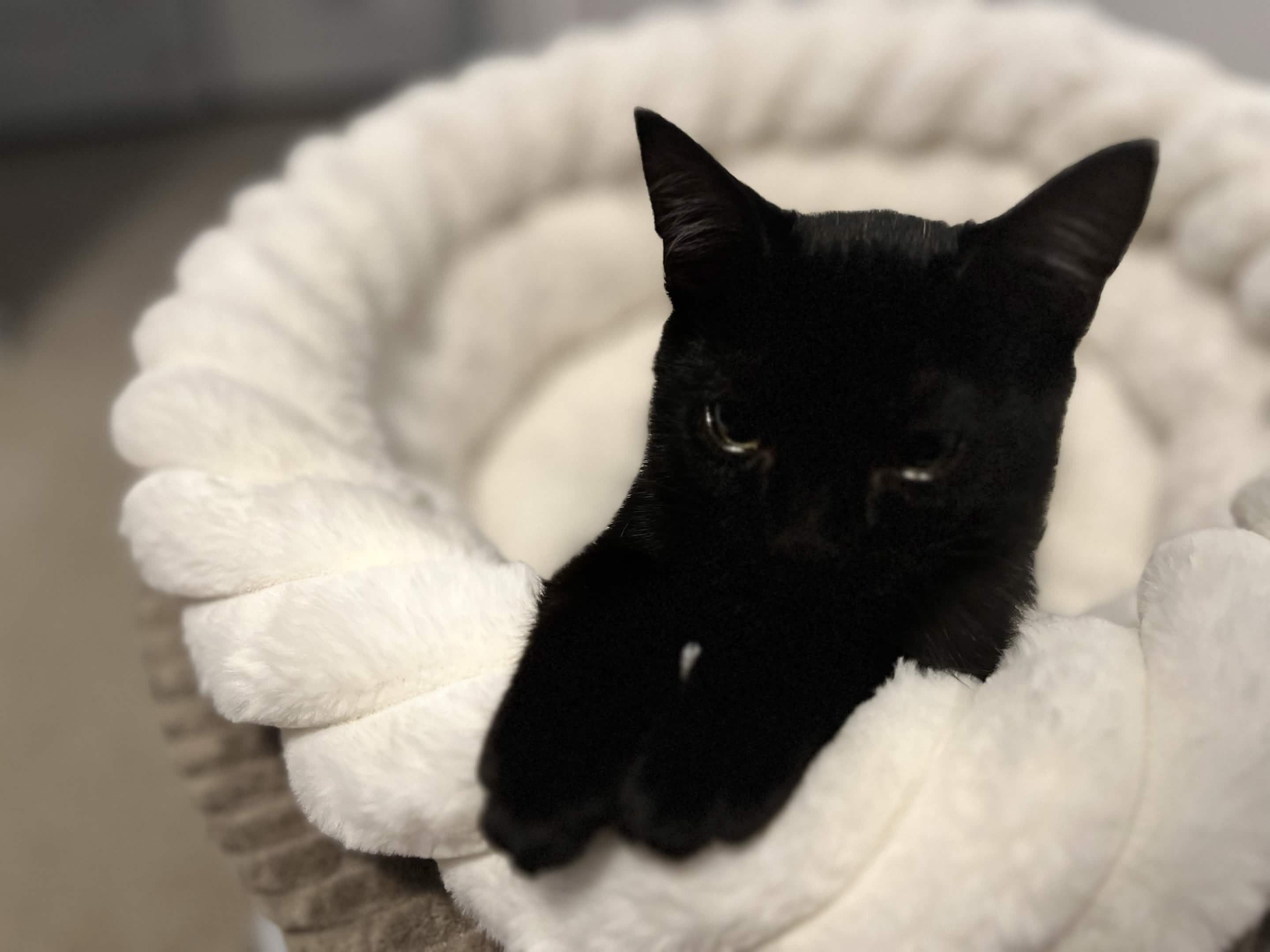 Enlarge Coleslaw, a Adoptable Domestic Short Hair in Wakefield, QC image 3/6