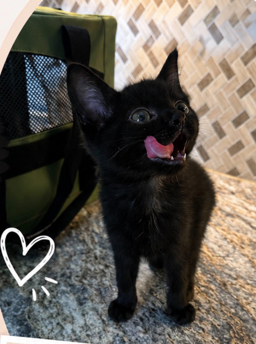 Coleslaw, a ADOPTABLE Domestic Short Hair in Wakefield, QC image 1/2