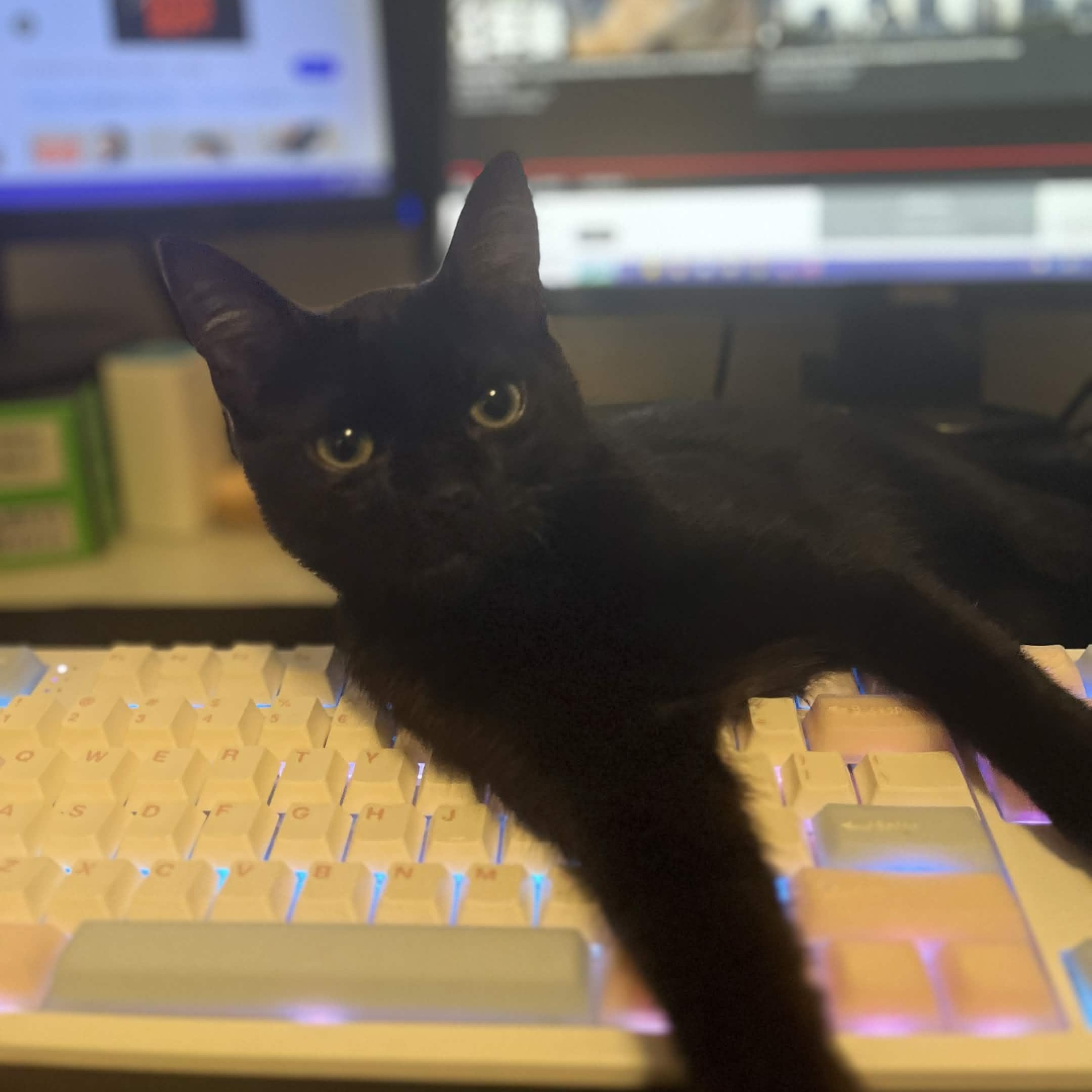 Enlarge Coleslaw, a Adoptable Domestic Short Hair in Wakefield, QC image 4/6