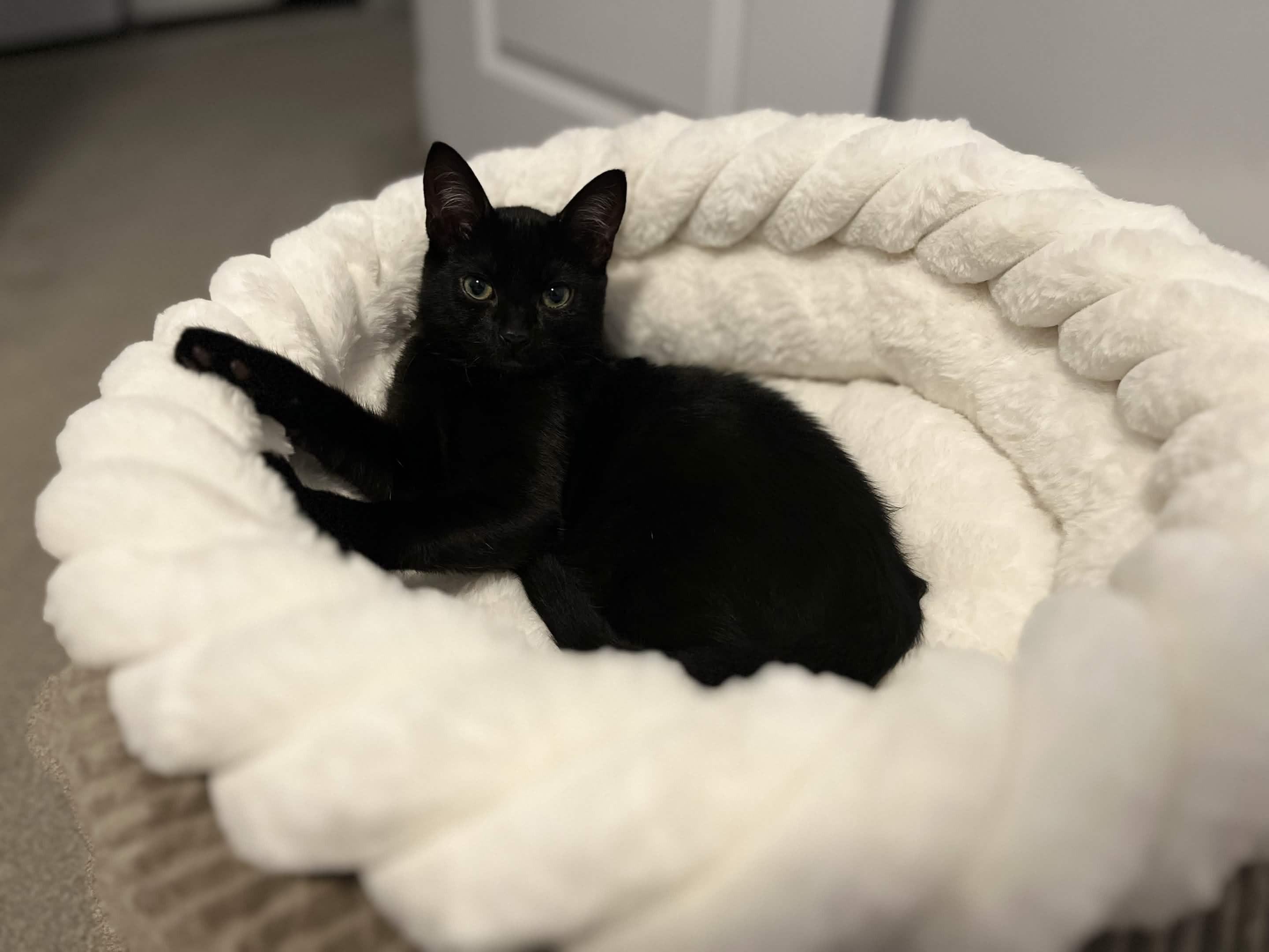 Enlarge Coleslaw, a Adoptable Domestic Short Hair in Wakefield, QC image 2/6